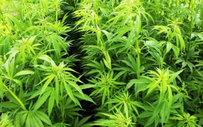 Can Cannabis Oil Help with My Illness?